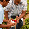 Picking Strawberries