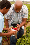 Picking Strawberries
