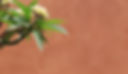 Fleur tropicale