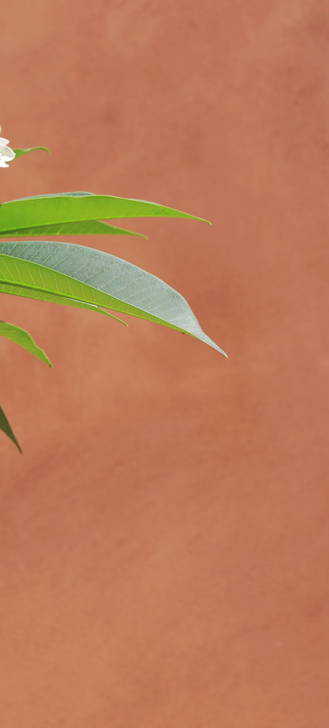 Tropical Flower