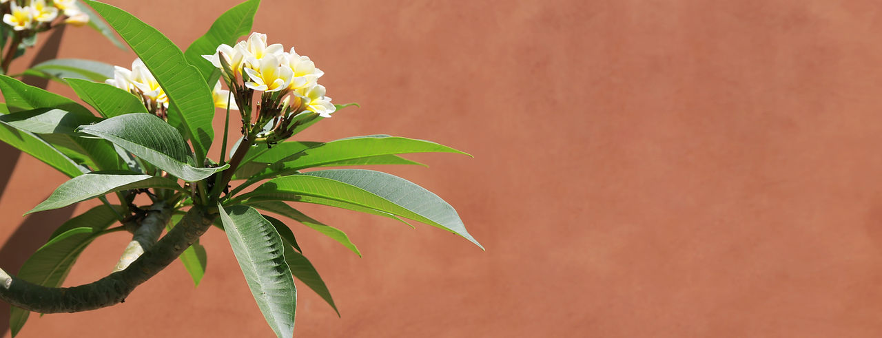 Tropical Flower