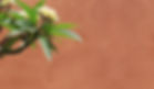 Fleur tropicale