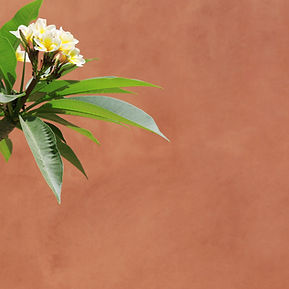 Plumeria On Wall
