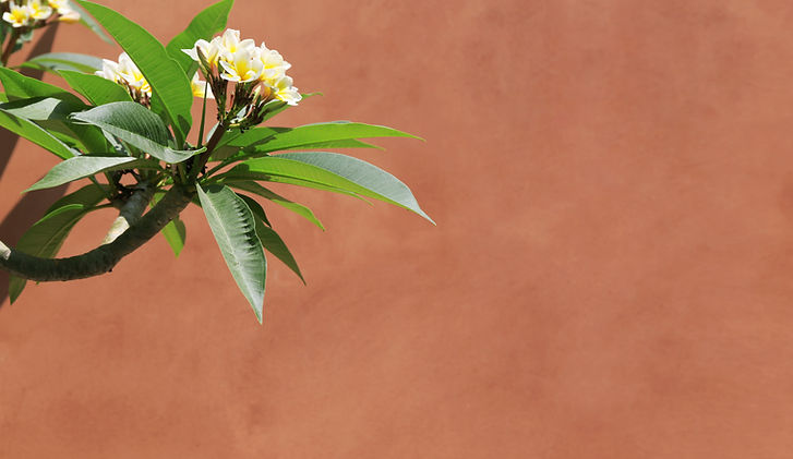 Plumeria On Wall