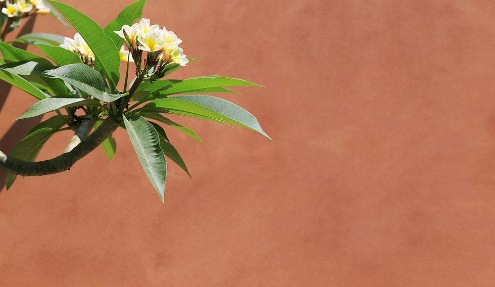 Plumeria sur le mur
