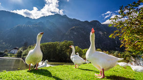 Geese