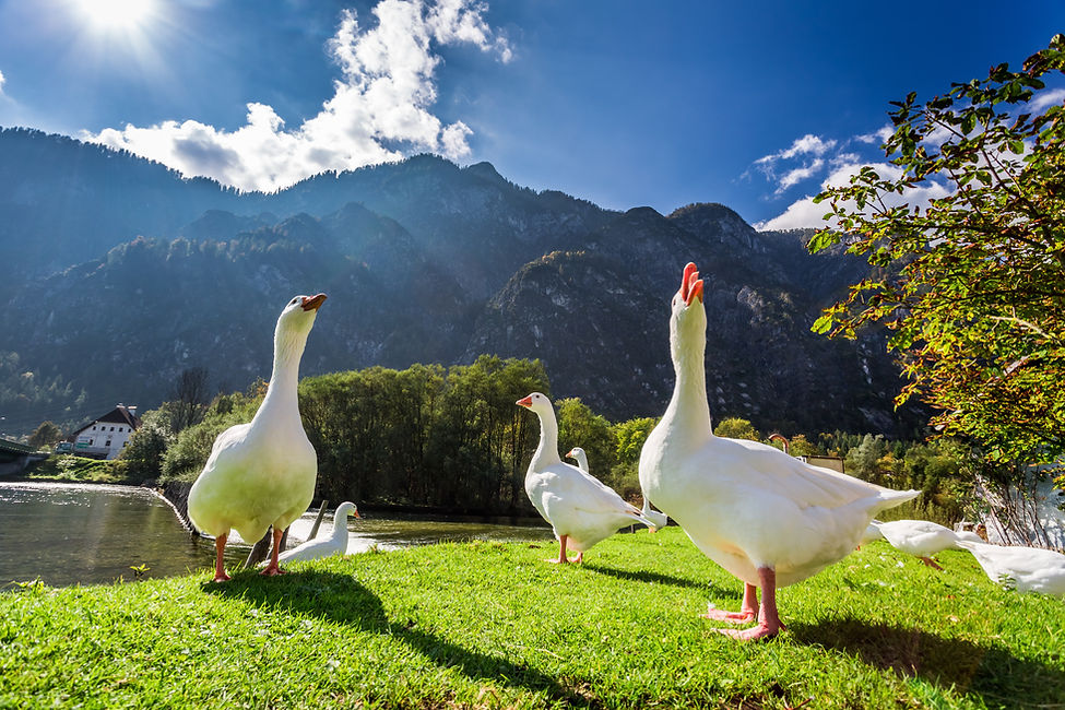Geese on grass