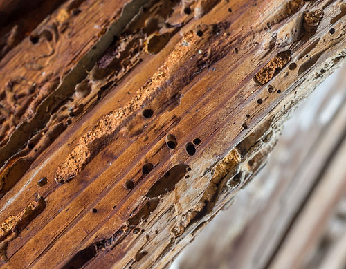 Old wooden beam affected by woodworm