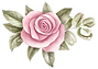 Pink Rose Illustration