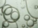 Oil Bubbles Closeup