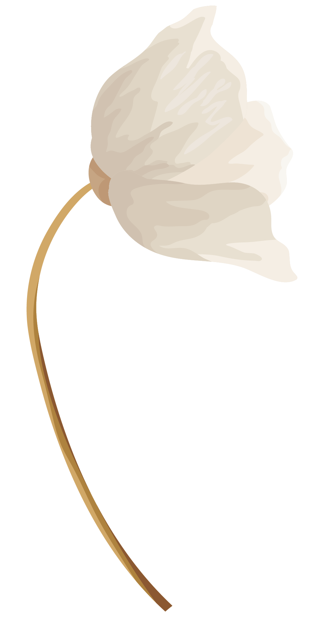 White Flower Illustration