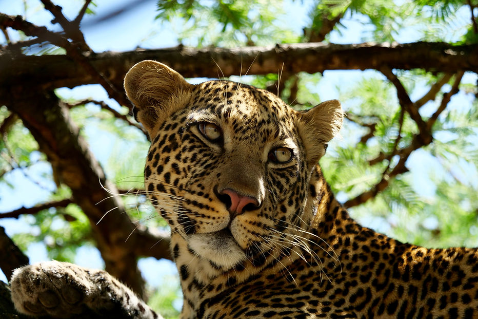 Tigre