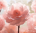 Pink Peony Blossoms
