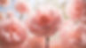 Pink Peonies
