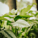 Tropical Green Plants