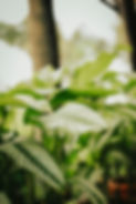 Tropical Green Plants