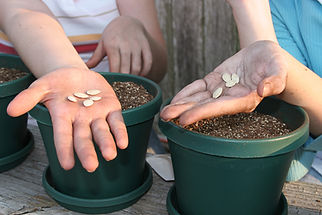 Planting Seeds