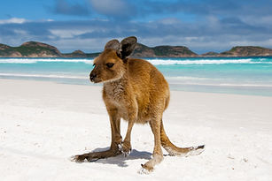 Kangaroo