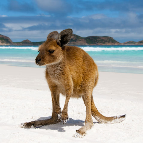 Kangaroo