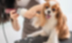 Dog Groomer