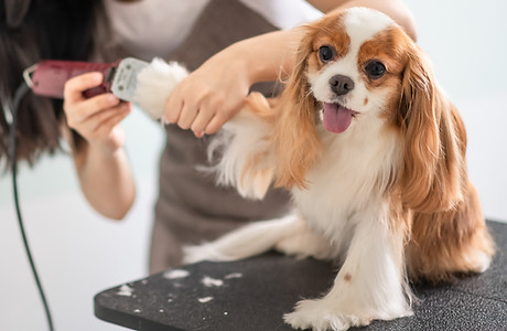 Dog Groomer