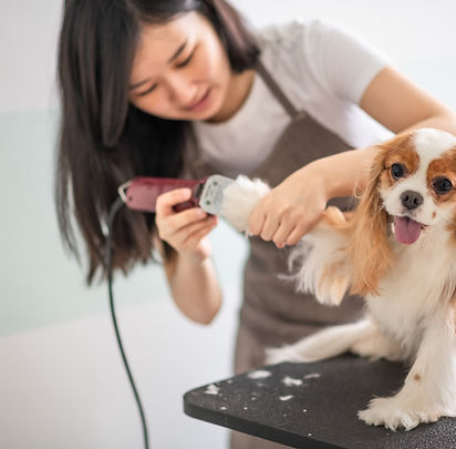 Dog Groomer