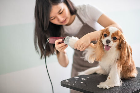 Dog Groomer