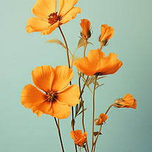 Yellow Cosmos Blossom