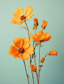 Flor Amarela do Cosmos