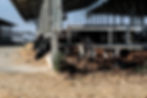 Cows in Barn