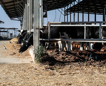 Cows in Barn