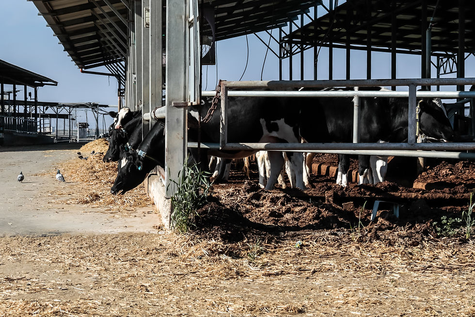 Vaches dans la grange