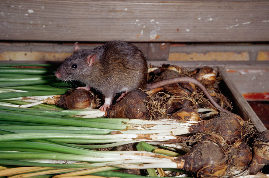 A brown rat (Rattus norvegicus) clambers over a crate of harvested onion plants