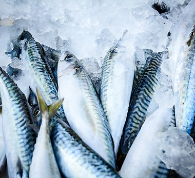 Peixe fresco no gelo
