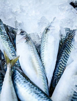 Fresh Fish on Ice
