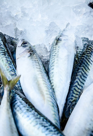 Fresh Fish on Ice