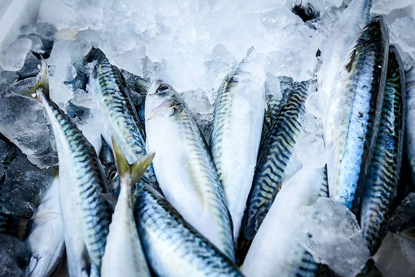 Pescado fresco en hielo