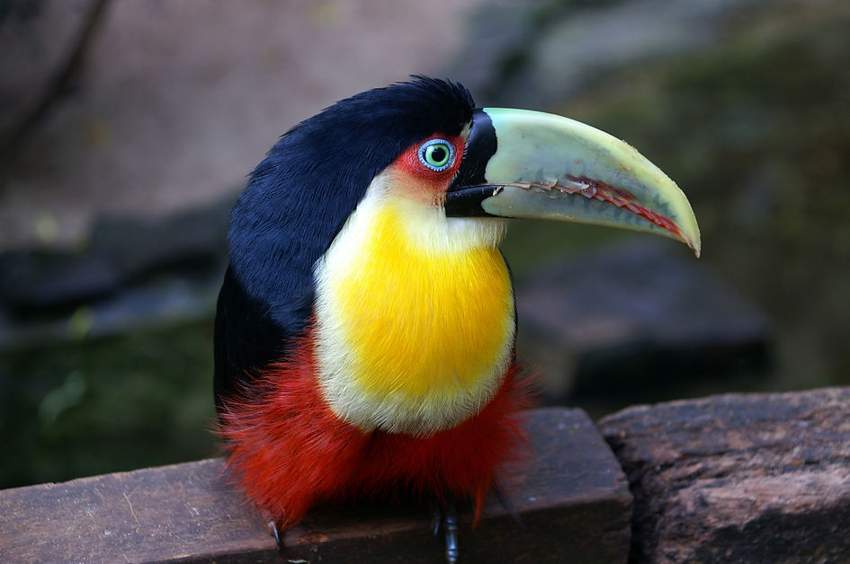 Tucano de bico verde