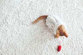 Kitten Playing with a Toy Mouse
