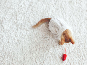 Pourquoi le chat aime-t-il autant jouer?