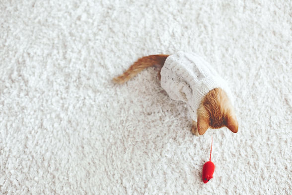 Kitten Playing with a Toy Mouse