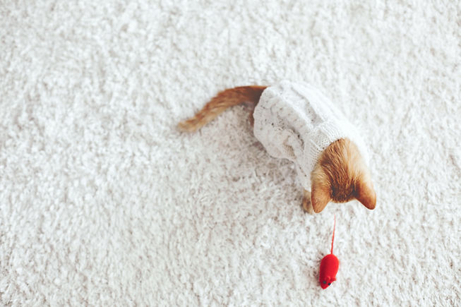 Kitten Playing with a Toy Mouse