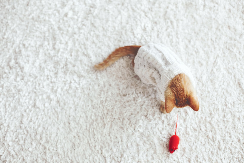 Kätzchen, das mit Toy Mouse spielt