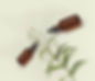 Herbal Oils