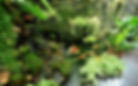 Fish garden
