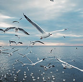 A flock of seagulls flying above the see