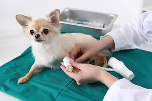 予防接種を受けた犬