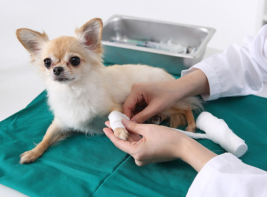 治療中の犬