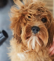 Dog Blower