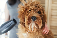 犬のドライヤー